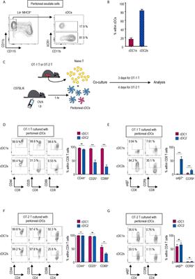 Global Gene Expression of T Cells Is Differentially Regulated by Peritoneal Dendritic Cell Subsets in an IL-2 Dependent Manner